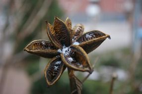 closeup picture of the dried flower