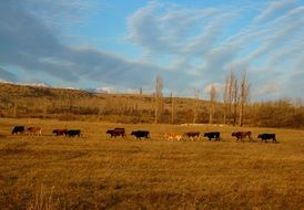 landscape of a herd of cows is walking on an autumn pasture