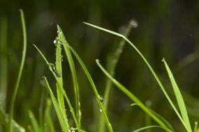 dew drops on green grass close up