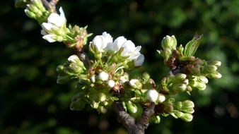 nature spring cherry