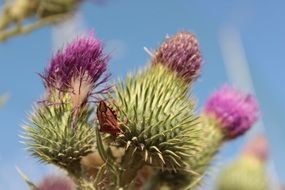 bugs on extraordinarily beautiful small plants
