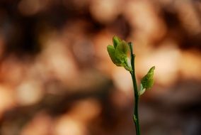 green sprout of the plant close up