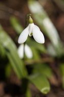 snowdrop as a representative of spring