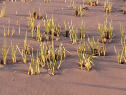 small reed plants on sand beach