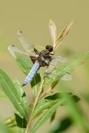 blue dragonfly on a green plant