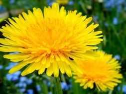 summer yellow dandelion flower closeup