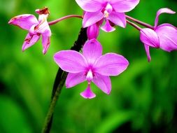 orchid flower macro