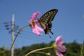 butterfly on a pink flower in nature