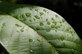 rain drops on green leaf close up