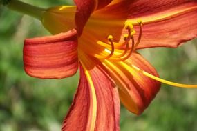 side view on a blooming lily
