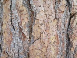 the bark of a tree