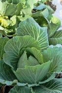 green cabbage