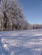row of frosted trees at snowy field, winter landscape