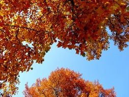 wonderful autumn foliage