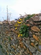 wall flowers yellow