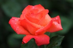 red rose with water drops at deep green background