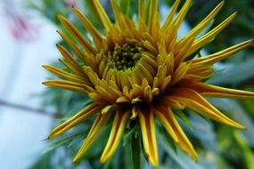 yellow garden flower close-up on a blurred background