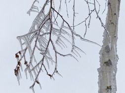 long icicles on a tree branch