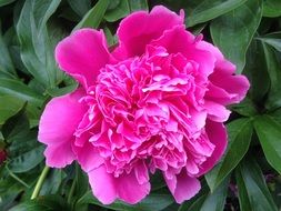 unimaginable peony flower