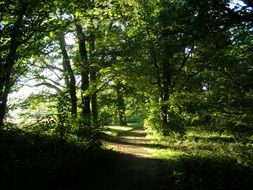 terrific forest path