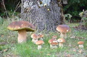 large forest mushrooms grow near a tree