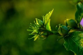 fresh flower plant green buds macro photo