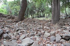 stones among the trees in the forest