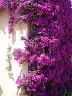 wall flowers of a Bougainville