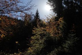 autumn landscape in the forest under the sunlight