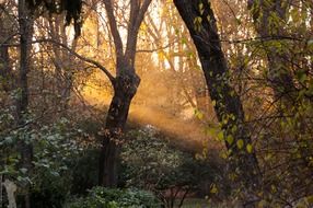Landscape of the forest at the sunset