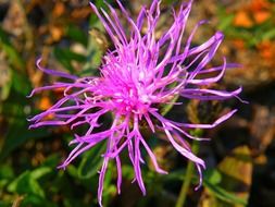 purple flower with long petals in the sunlight