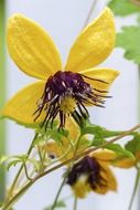 yellow clematis tangutica flower