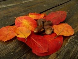 red autumn foliage and acorns close-up