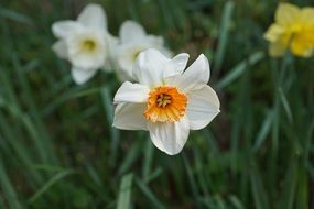 White narcissus blossom pointed