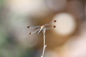 filigreed dragonfly in autumn