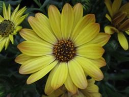 bush of yellow daisies in the dark