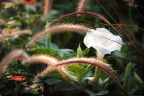 white blooming bud among wild plants