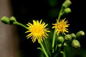 yellow dandelions with buds close up