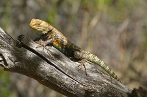 desert spiny lizard on a tree trunk on a blurred background