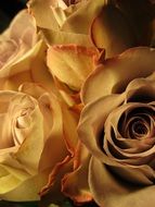 Beautiful and colorful blooming rose flowers