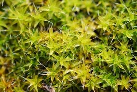 Green moss in spring