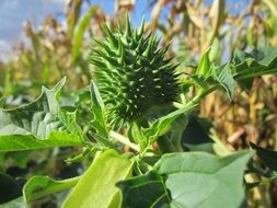 datura stramonium is a poisonous weed