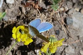 butterfly with blue wings on the flower close-up on blurred background