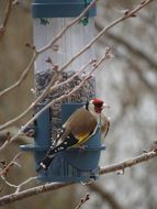 Carduelis carduelis or bird stieglitz