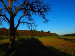 bare tree on field at fall