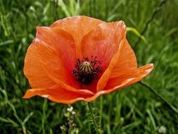 Red poppy glower