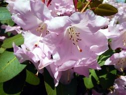 pink rhododendron flowers in nature