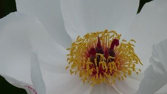 pistils and stamens of a white flower