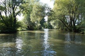 glossy calm river in summer forest