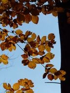 view of the sky through the autumn leaves of European beech